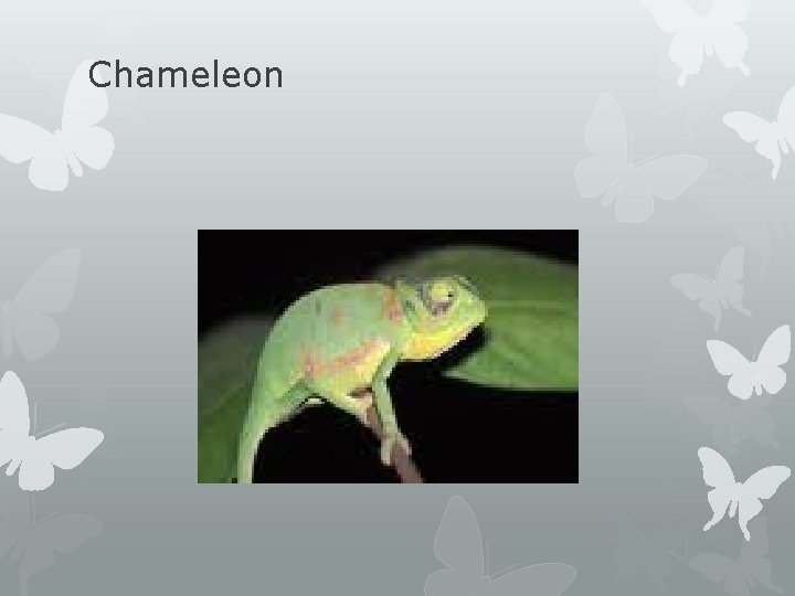 Chameleon 