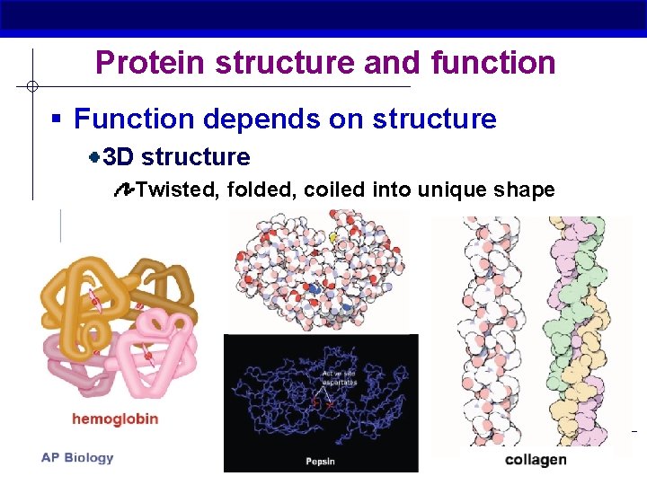 Protein structure and function § Function depends on structure 3 D structure Twisted, folded,