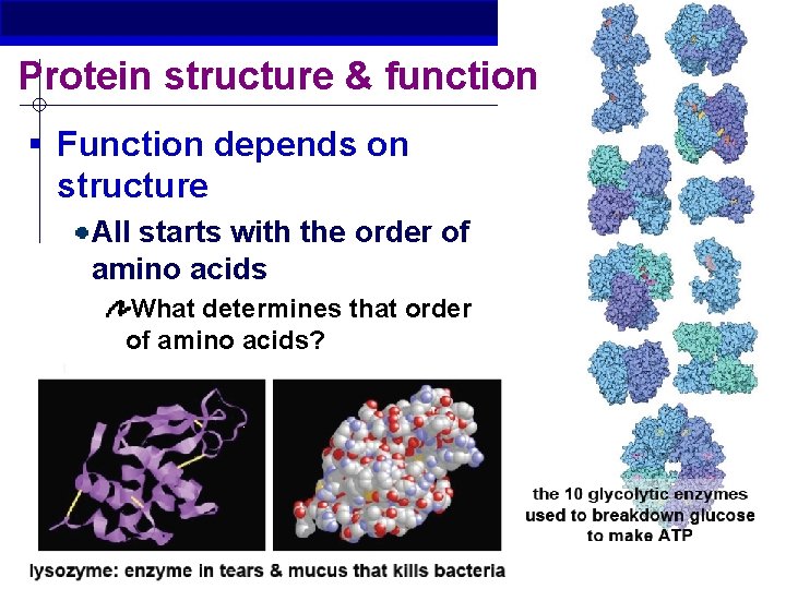 Protein structure & function § Function depends on structure All starts with the order