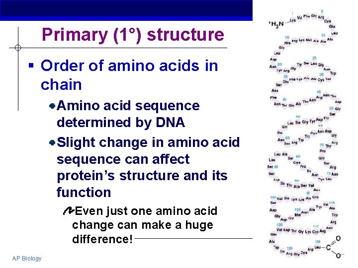 Primary (1°) structure § Order of amino acids in chain Amino acid sequence determined