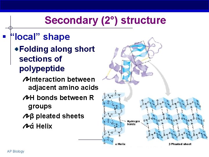 Secondary (2°) structure § “local” shape Folding along short sections of polypeptide Interaction between