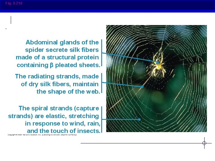 Fig. 5 -21 d Abdominal glands of the spider secrete silk fibers made of