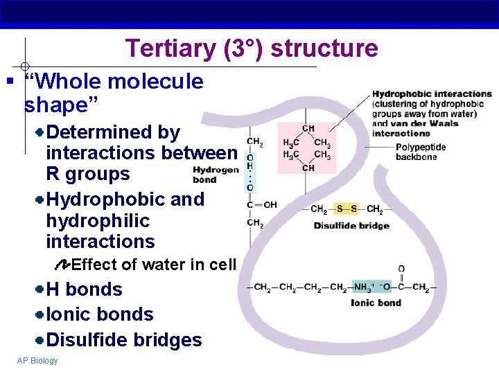 Tertiary (3°) structure § “Whole molecule shape” Determined by interactions between R groups Hydrophobic