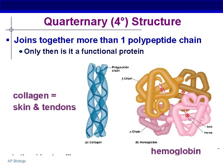 Quarternary (4°) Structure § Joins together more than 1 polypeptide chain Only then is