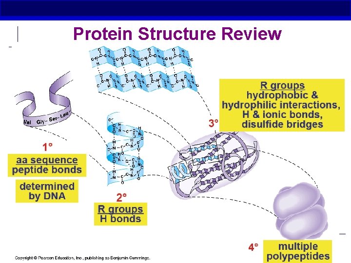 Protein Structure Review AP Biology 