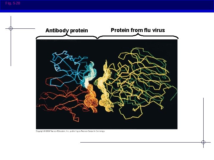 Fig. 5 -20 Antibody protein Protein from flu virus 