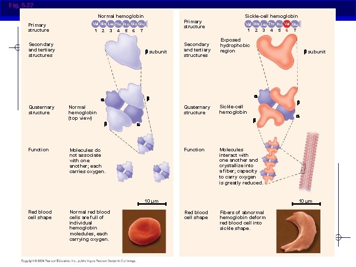 Fig. 5 -22 Normal hemoglobin Primary structure 1 2 3 4 5 6 7