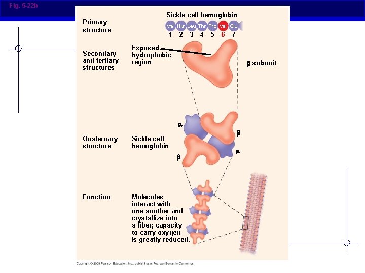 Fig. 5 -22 b Primary structure Secondary and tertiary structures Sickle-cell hemoglobin Val His