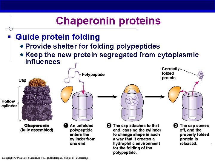 Chaperonin proteins § Guide protein folding Provide shelter folding polypeptides Keep the new protein