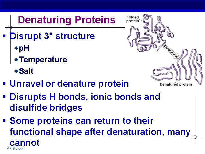Denaturing Proteins § Disrupt 3° structure p. H Temperature Salt § Unravel or denature
