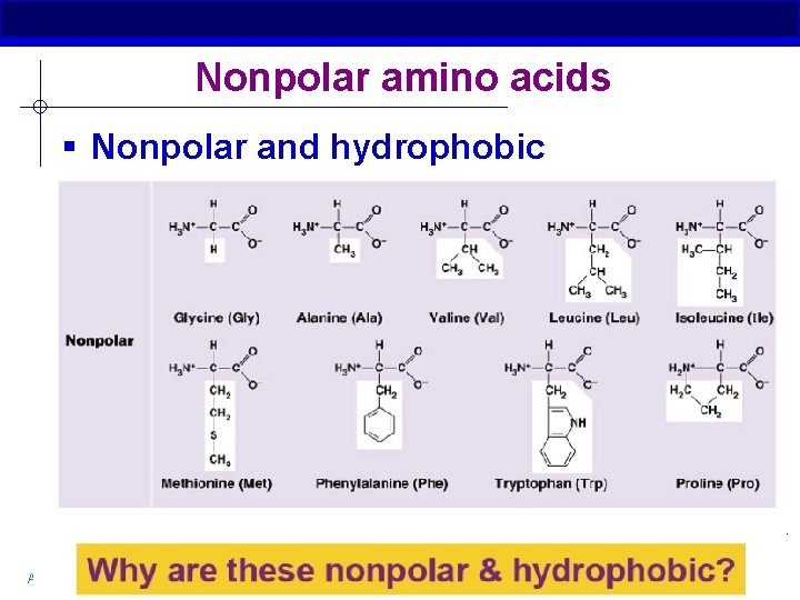 Nonpolar amino acids § Nonpolar and hydrophobic AP Biology 