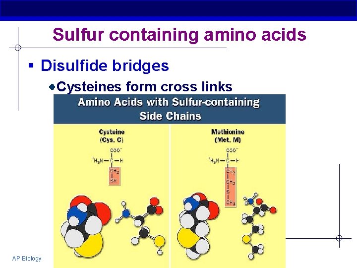 Sulfur containing amino acids § Disulfide bridges Cysteines form cross links AP Biology 