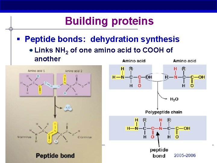 Building proteins § Peptide bonds: dehydration synthesis Links NH 2 of one amino acid