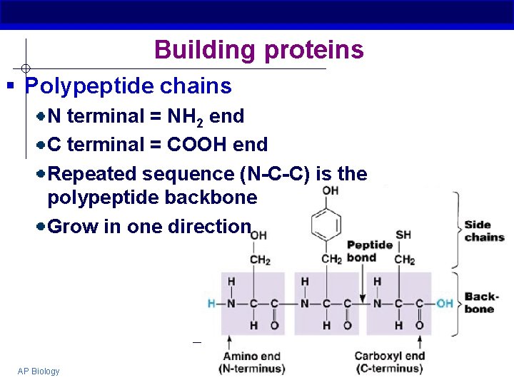 Building proteins § Polypeptide chains N terminal = NH 2 end C terminal =