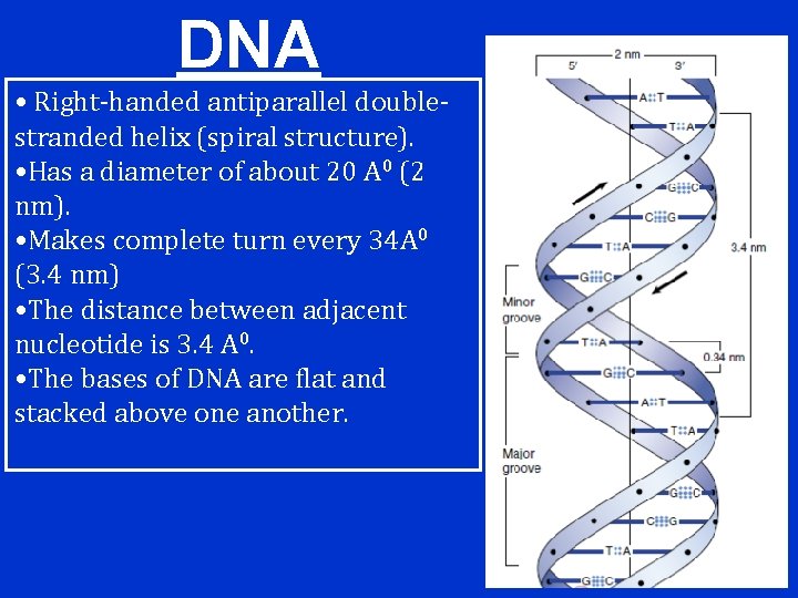 DNA • Right-handed antiparallel doublestranded helix (spiral structure). • Has a diameter of about