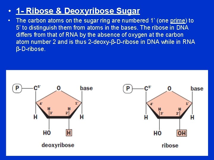  • 1 - Ribose & Deoxyribose Sugar • The carbon atoms on the
