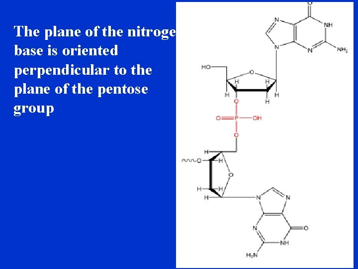 The plane of the nitrogen base is oriented perpendicular to the plane of the