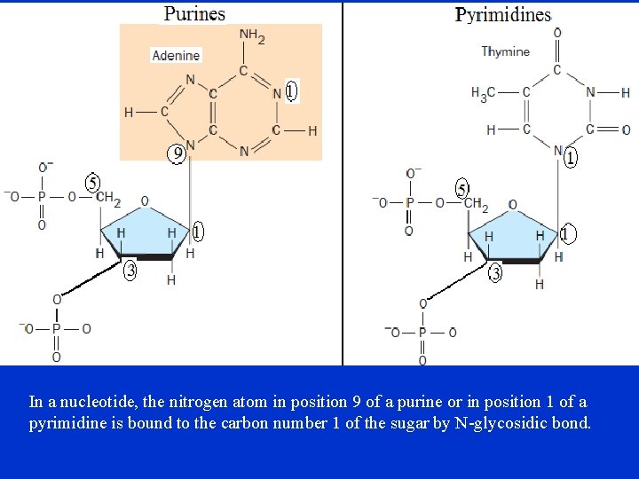In a nucleotide, the nitrogen atom in position 9 of a purine or in
