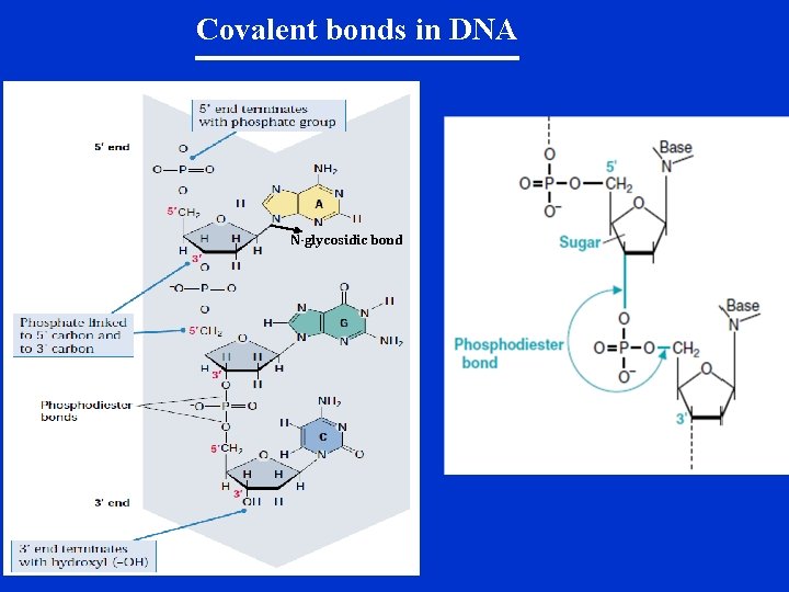 Covalent bonds in DNA N-glycosidic bond 