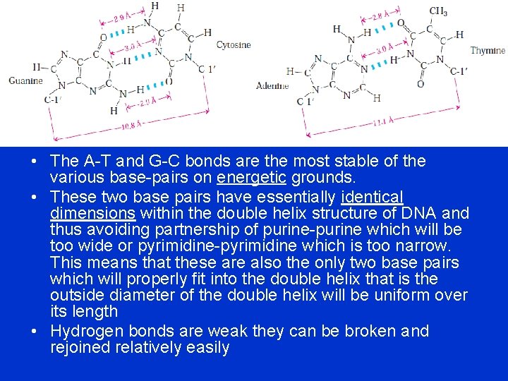  • The A-T and G-C bonds are the most stable of the various