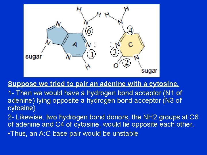 Suppose we tried to pair an adenine with a cytosine. 1 - Then we