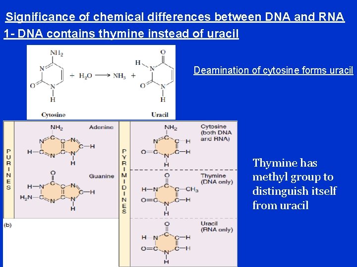 Significance of chemical differences between DNA and RNA 1 - DNA contains thymine instead