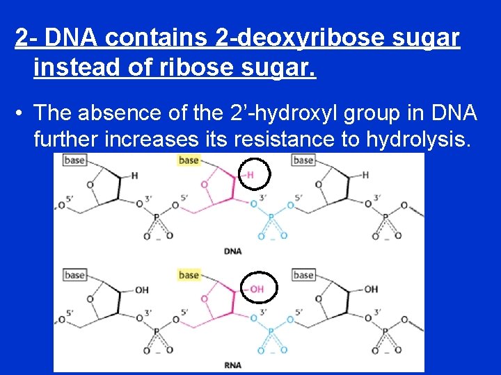 2 - DNA contains 2 -deoxyribose sugar instead of ribose sugar. • The absence