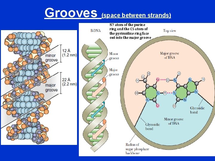 Grooves (space between strands) N 7 atom of the purine ring and the C