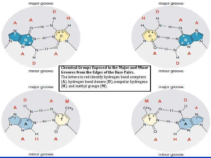 Chemical Groups Exposed in the Major and Minor Grooves from the Edges of the