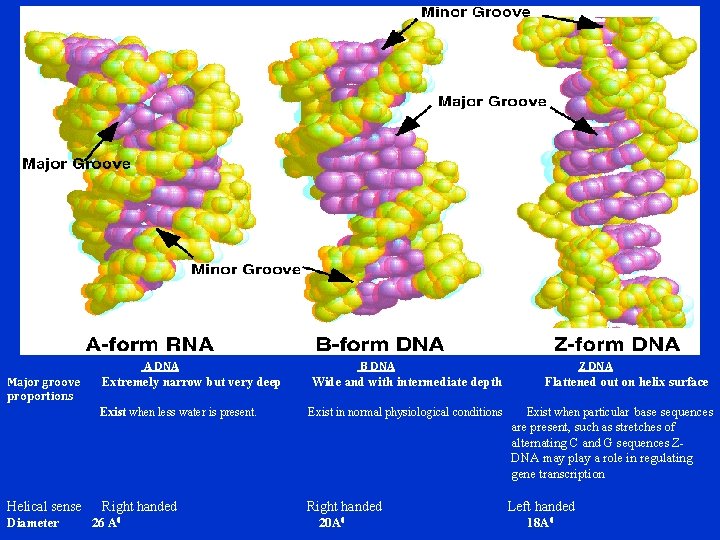 A DNA Major groove proportions B DNA Extremely narrow but very deep Wide and