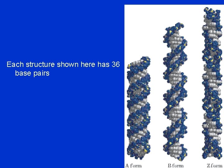 Each structure shown here has 36 base pairs 