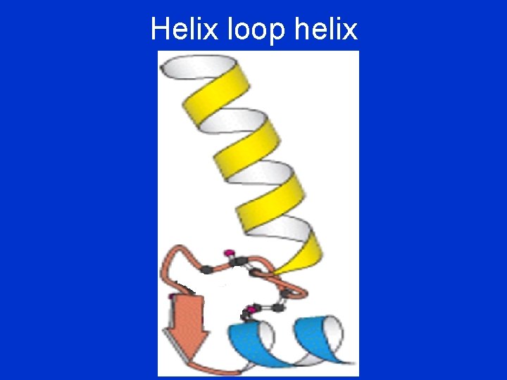 Helix loop helix 