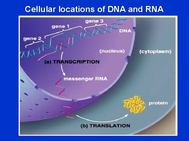 Cellular locations of DNA and RNA 