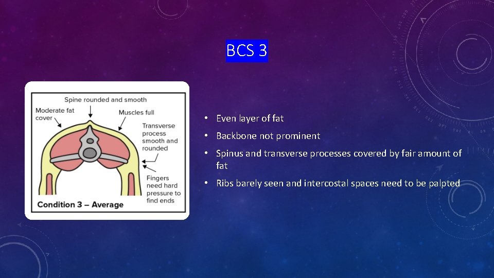 BCS 3 • Even layer of fat • Backbone not prominent • Spinus and
