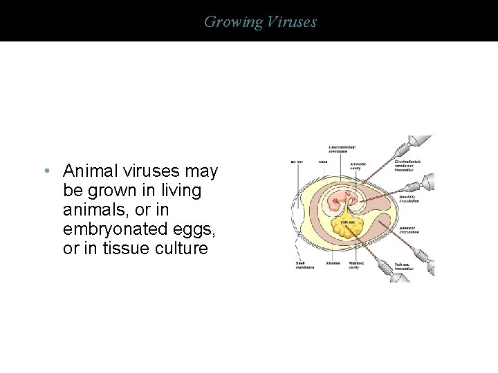 Growing Viruses • Animal viruses may be grown in living animals, or in embryonated
