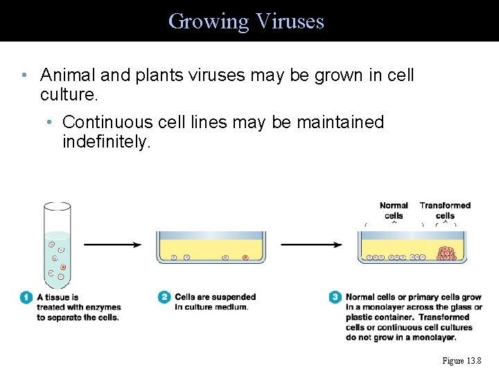 Growing Viruses • Animal and plants viruses may be grown in cell culture. •