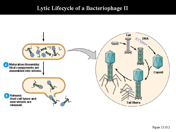 Lytic Lifecycle of a Bacteriophage II Tail DNA 4 Maturation/Assembly: Viral components are assembled