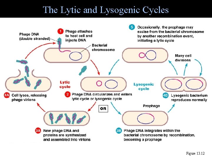 The Lytic and Lysogenic Cycles Figure 13. 12 