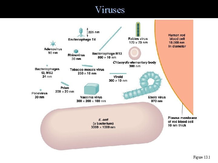 Viruses Figure 13. 1 