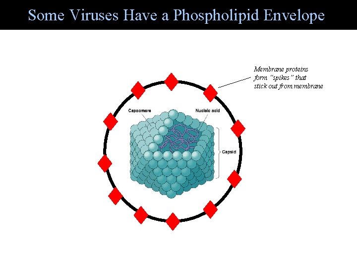 Some Viruses Have a Phospholipid Envelope Membrane proteins form “spikes” that stick out from