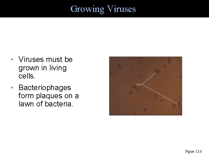 Growing Viruses • Viruses must be grown in living cells. • Bacteriophages form plaques