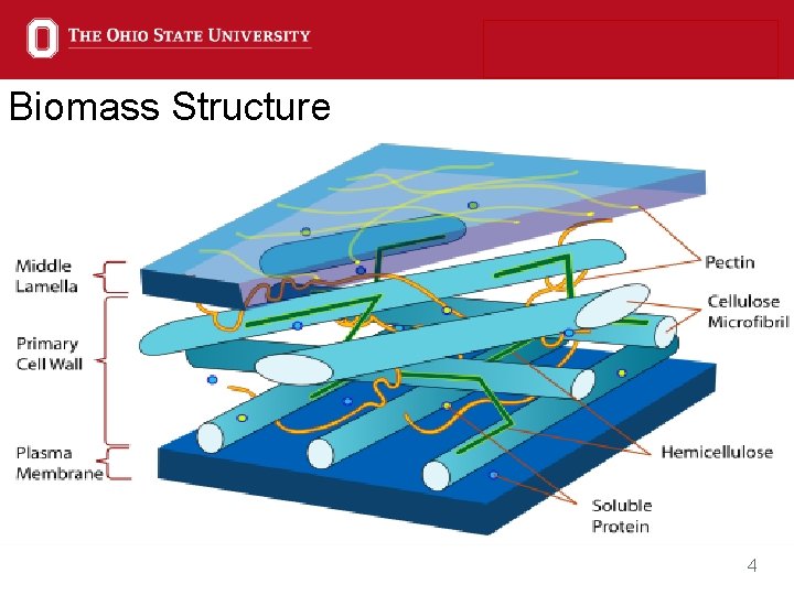 Biomass Structure 4 