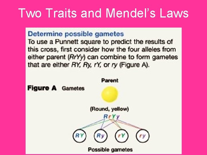 Two Traits and Mendel’s Laws 