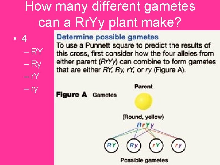 How many different gametes can a Rr. Yy plant make? • 4 – RY