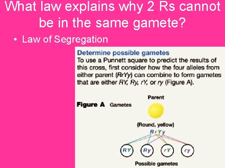 What law explains why 2 Rs cannot be in the same gamete? • Law