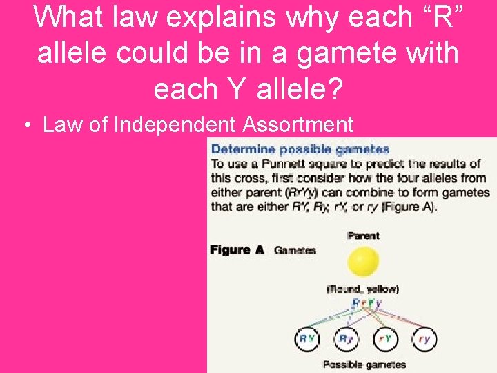 What law explains why each “R” allele could be in a gamete with each