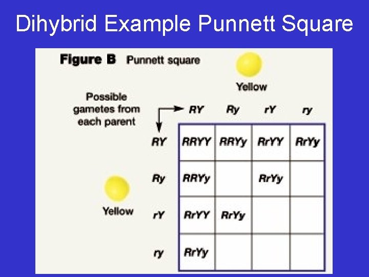 Dihybrid Example Punnett Square 
