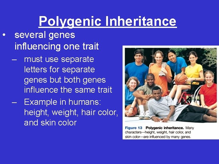 Polygenic Inheritance • several genes influencing one trait – must use separate letters for