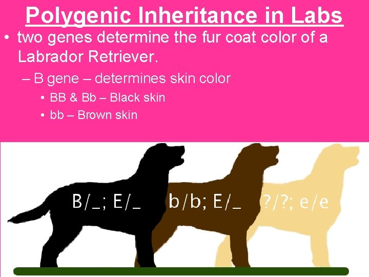 Polygenic Inheritance in Labs • two genes determine the fur coat color of a