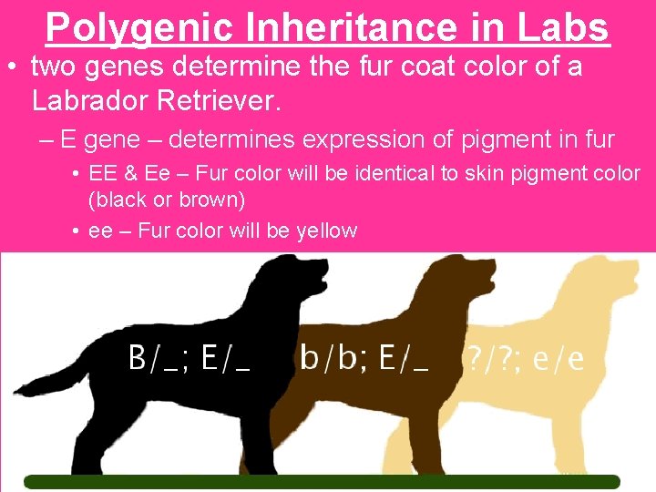 Polygenic Inheritance in Labs • two genes determine the fur coat color of a